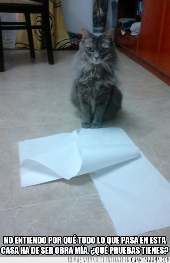 siempre,gato,papel,papel de cocina,culpable