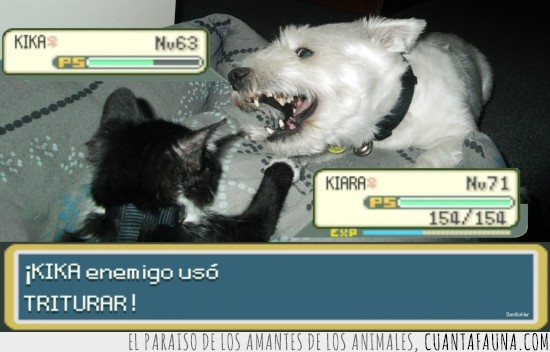 de hecho la gata ganó,kiara,kika,Ningún gato ha sufrido daños,batalla pokemon