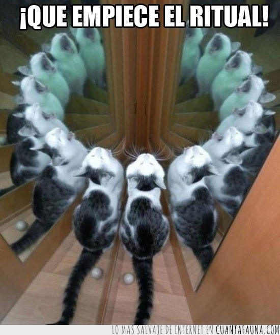 Gato,ritual,clones,espejo,en circulo