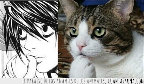 L,gato,Death Note,Manga,personaje,parecidos razonables