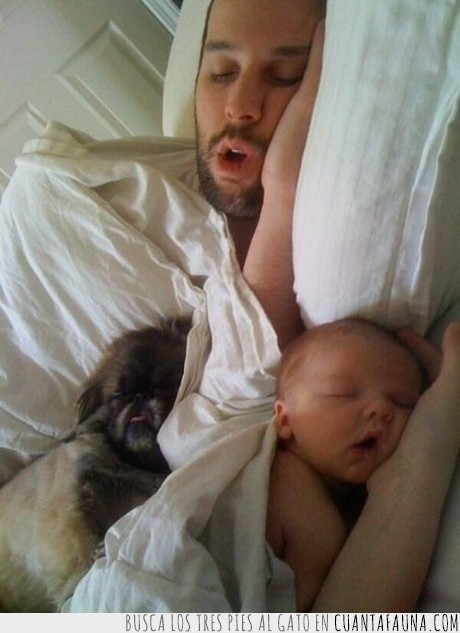 padre,hijo,perro,bebe,dormir,igual,cama