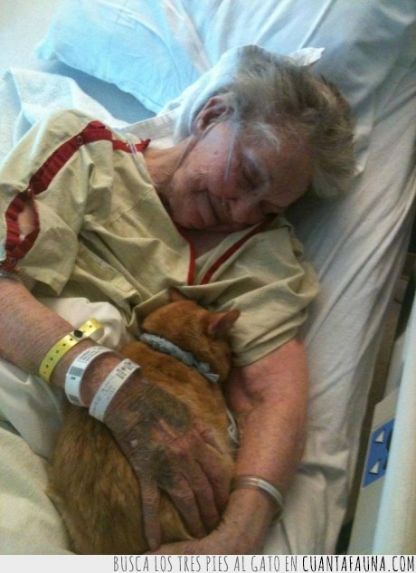 15656 - DESPEDIDA - El hospital permitió que el gato pudiera visitarla en su último día en la Tierra