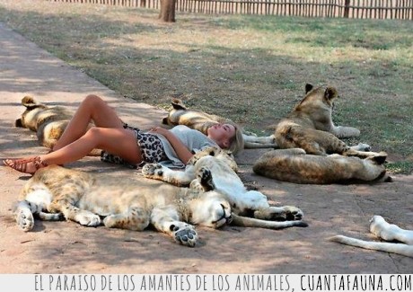 zoologico,leones,sueño,dormir,leon