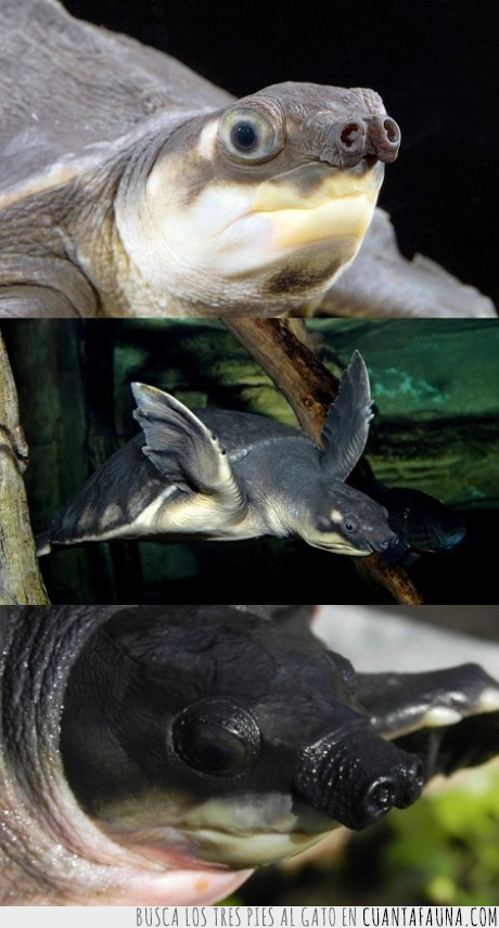17785 - TORTUGA BOBA PAPUANA - La increíble tortuga con nariz de cerdo