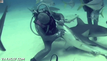 tiburon,ayudar,salvar,anzuelo,gancho,buceador