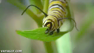 mariposa monarca,gif,vida,oruga,gusano,capullo,crisalida