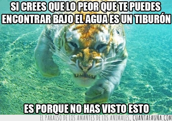 Tigre,bajo el agua,mojado,tiburon,lo peor