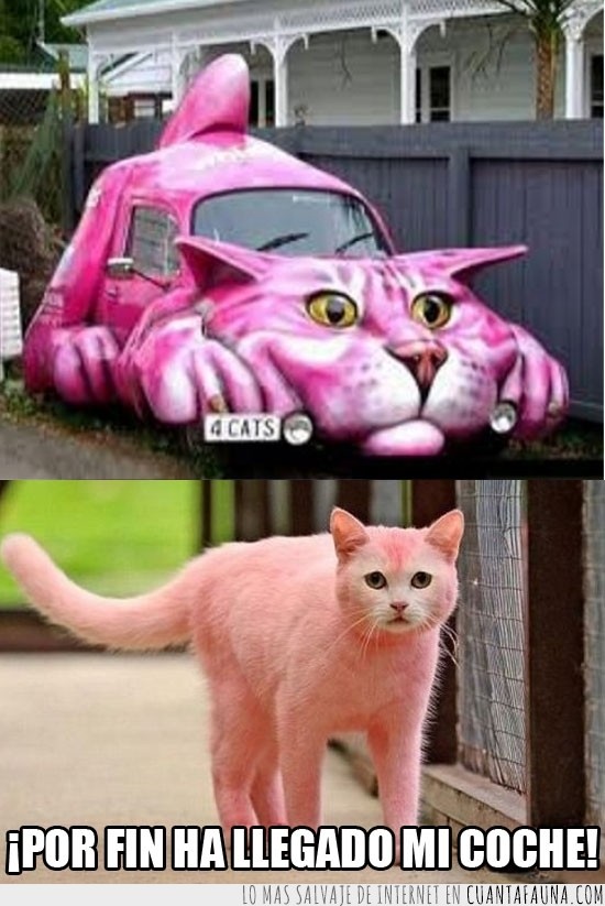 llegar,coche,rosa,gato