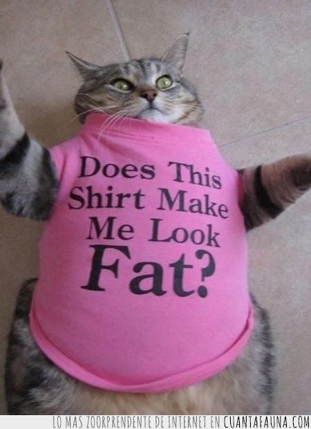 Camiseta,Gato,Gordo,Obesidad,Sobrepeso
