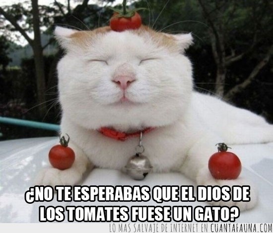 Dios de los tomates,Gato,Feliz,Tomate,Verdura,Comida