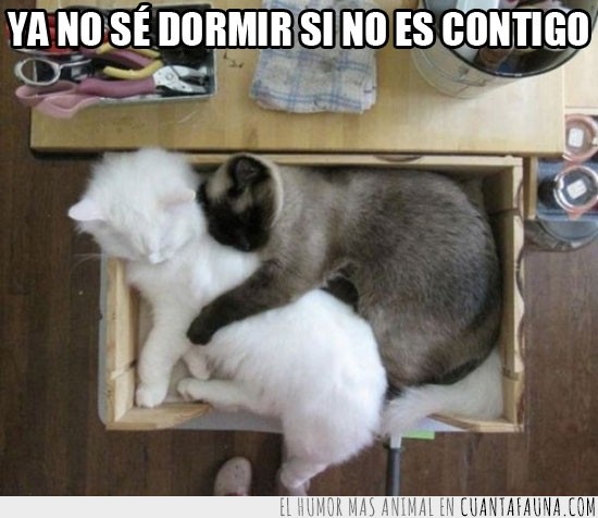 gatos,abrazo,cajón,dormir,cucharita