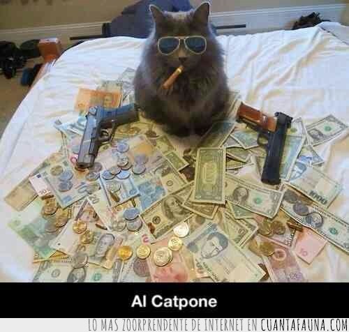 gato,dinero,armas,padrino,mafia,billetes,puro,pistolas