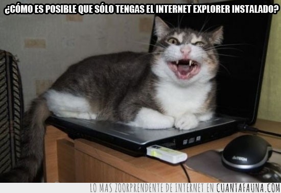 internet explorer,gato,ordenador,cara,navegador