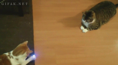 gatos,jugar,laser,ping pong