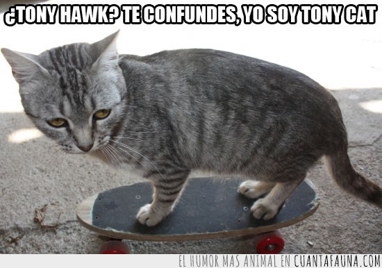 skate,monopatin,tony hawk,tony cat,confundir