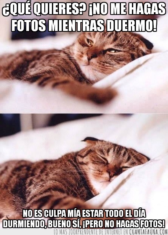 gato,dormir,almohada,fotos,molesto,humano