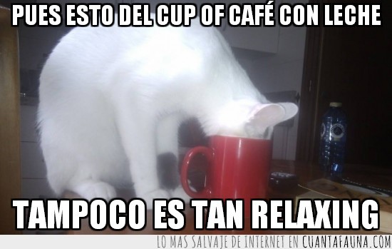 gato,café,relaxing,desayuno,con leche,cup