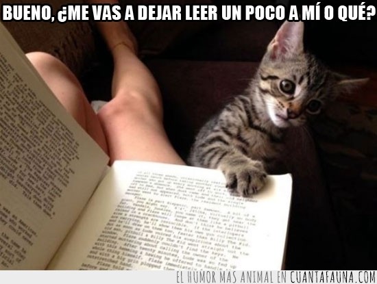 gato,libro,leer