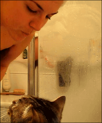 amor,baño,besar,dueña,gato