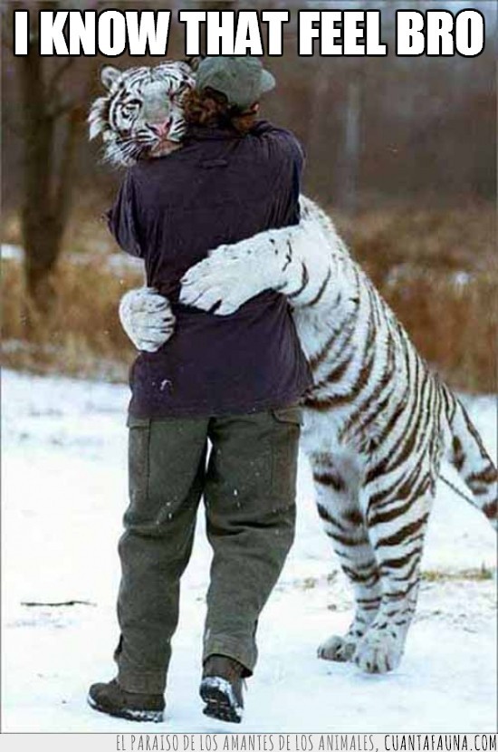 meme,tigre,bengala,nieve,amigo,abrazo,felino