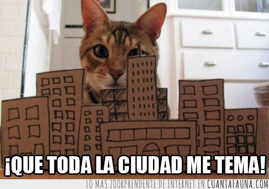 gato,cartón,edificios,vivir
