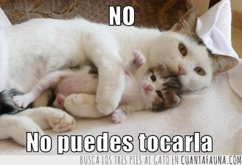 mama,gatito,no,tocar,proteger