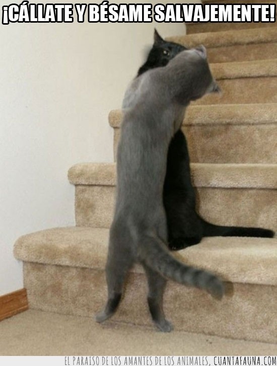 gato,de pie,beso,majos,escaleras,pelea
