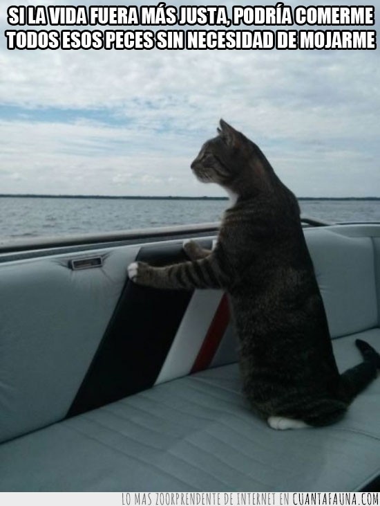 Gato,Aire libre,Barco,Navegar,vida más justa,comer,peces,sin mojarse