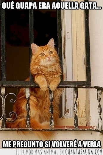 gato,balcón,pensativo,enamorado,guapa