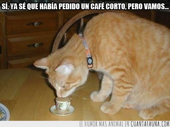 café,gato,beber,corto,pequeño,mini,taza