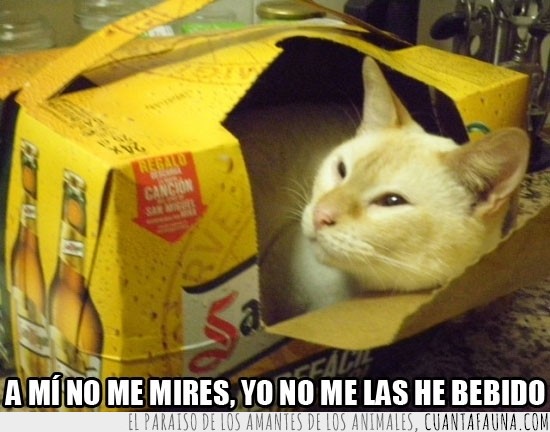 caja,cerveza,san miguel,gato,dentro,carton,beber
