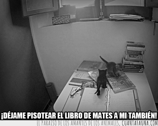 gatos,estudiar,mates,libro,gatitos,cachorros