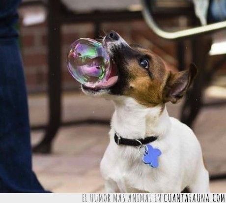 perro,burbuja,solidario,traer,ayudar,gracias perrete