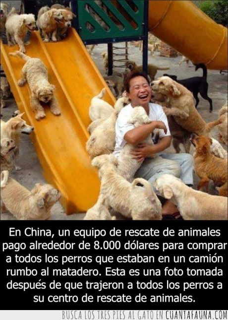 15063 - CORAZÓN - En China aún hay gente que tiene uno para los perros