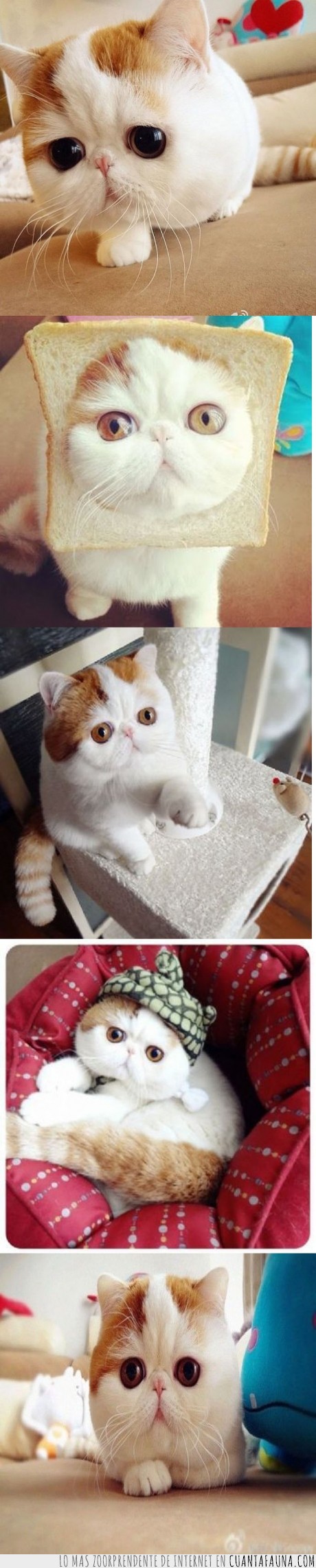 15660 - SNOOPYBABE - Considerado el gato más tierno del mundo