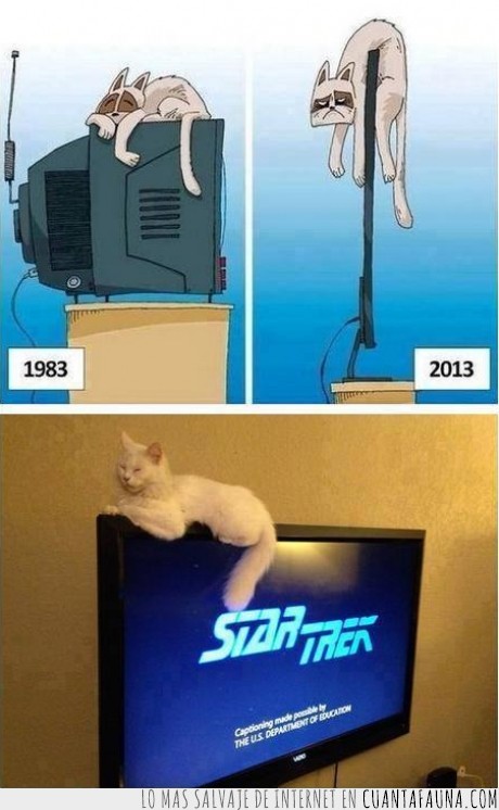 gato,evolución,televisión,star trek,pelicula,pantalla,plana,dormir,encima