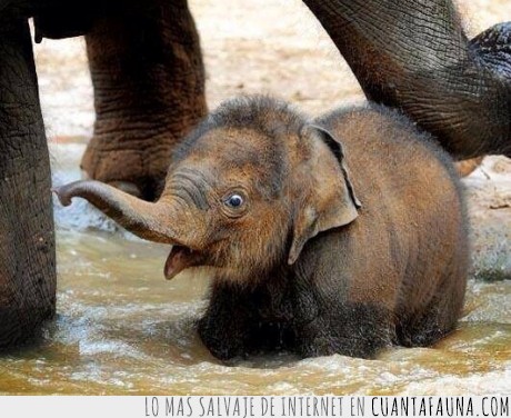 Elefante Bebe En El Agua Por Primera Vez Elefante Bebe En El Agua Por Primera Vez