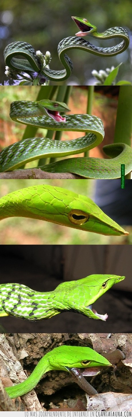 Mundo,delgada,serpiente,Ahaetulla nasuta,India