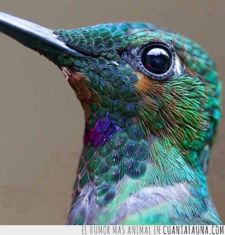 pico,macrofotografía,colibrí,ver,pluma,ojo