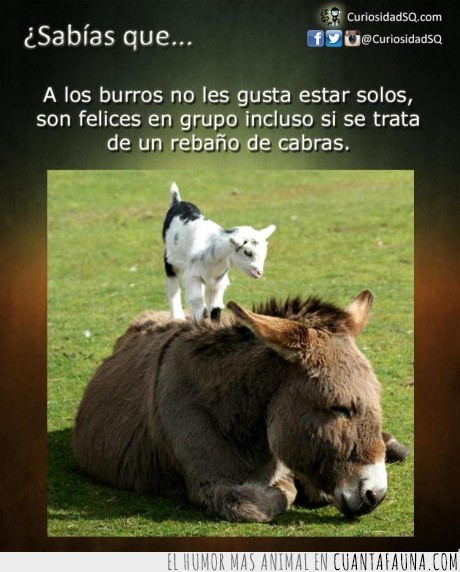 burro,for,ever,alone,sentimientos,soledad,cabra,junto,compañia