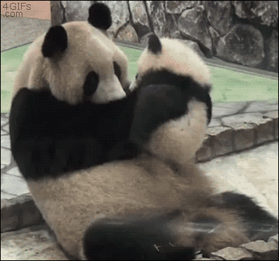 abrazo,beso,panda,amor,padre,hijo,oso,abrazar