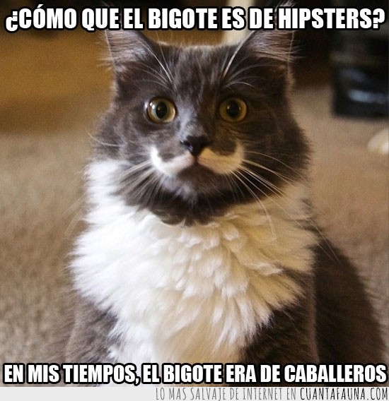 gato,hipster,bigote,caballeros