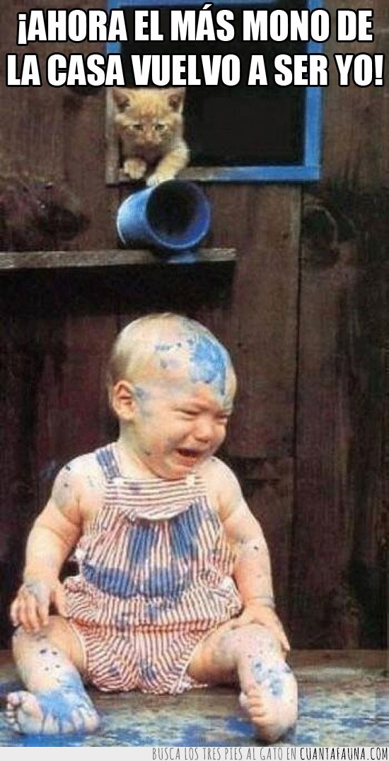 azul,troll,tirar,pintura,bebé llorando,gato,el mas mono de la casa