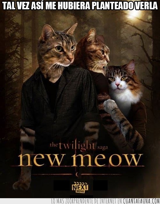 gato,twilight,new moon,new meow,crepuscul con gatos