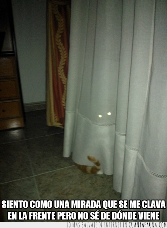 gato,escondite,flash,juego,ojos,cortina,mirada