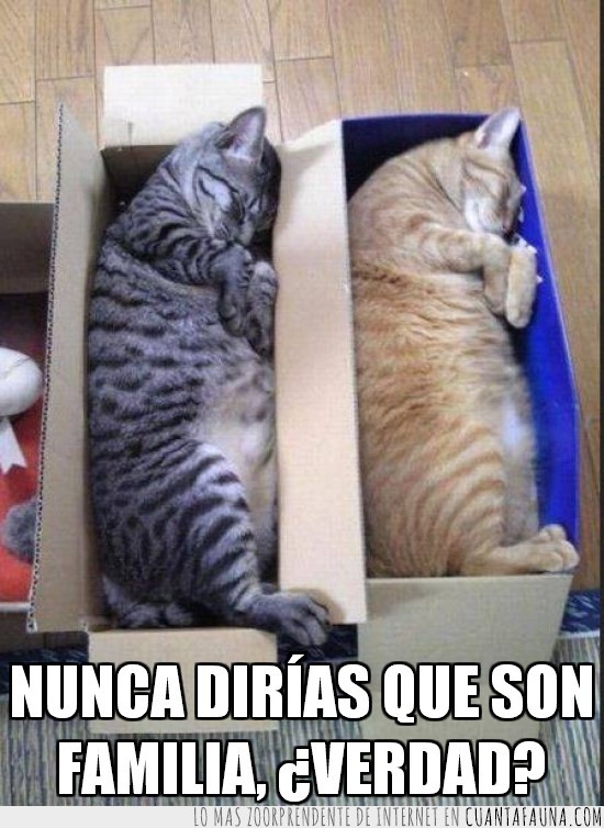 gatos,dormir,cajas,iguales,misma postura