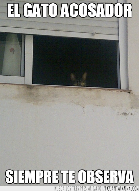 gato,ventana,observar,ver,acosador