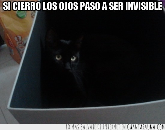 gato,negro,caja,oscura,sombras,cerrar,ojos