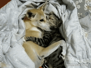 abrazados,abrazo,amor,dormir,gato,perro