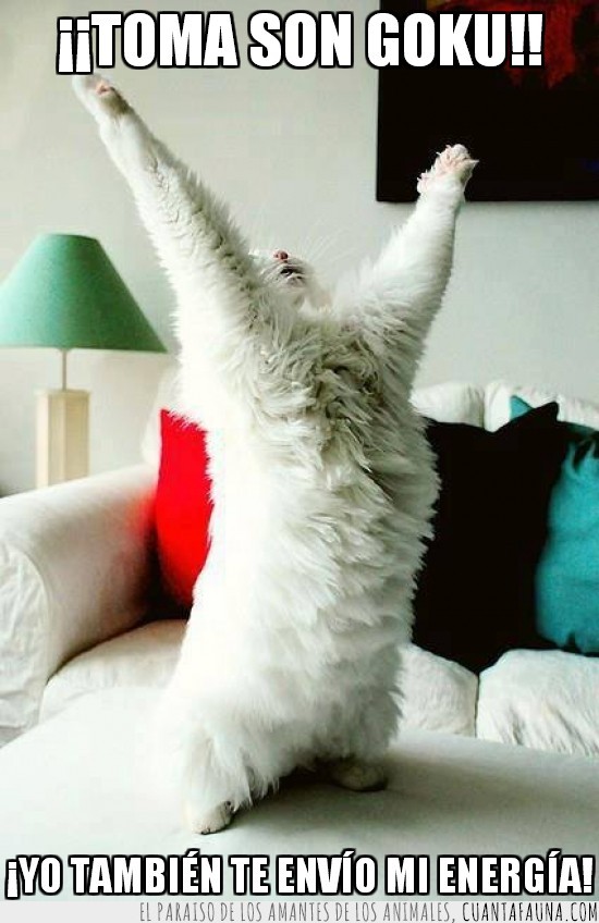son gokumenviar,gato,blanco,energia,levantar las manos